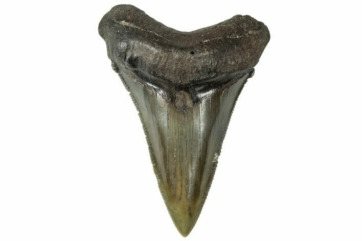 Serrated Angustidens Tooth - Megalodon Ancestor #313628